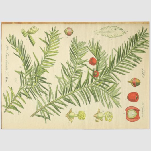 Papier Mousseline Papier de découpage en pin de Noël (Recto)