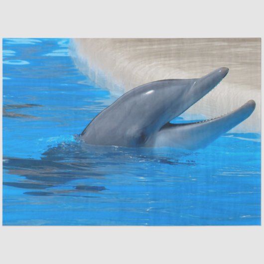 Papier Mousseline Papier de fond Dauphin Dauphin Dédoupage (Recto)