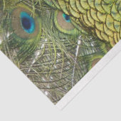 Papier Mousseline Papier de papier de fond Peacock 1 Wall Art Decoup (Détail)