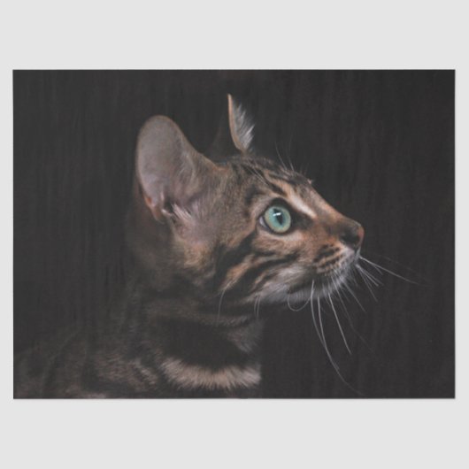 Papier Mousseline papier de tissu de chat kitty (Recto)