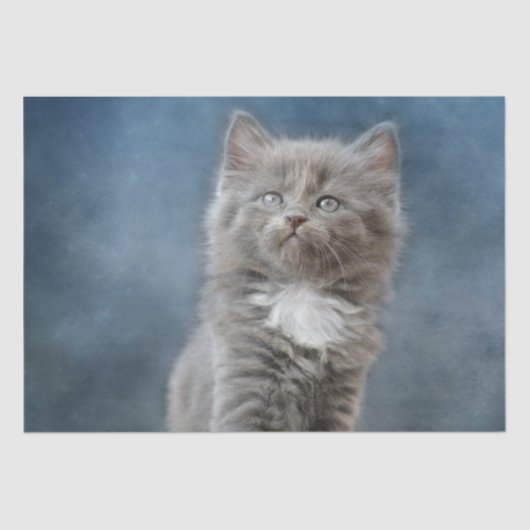 Papier Mousseline papier de tissu de chat orageux (Recto)