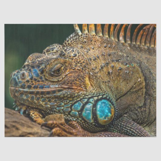 Papier Mousseline papier de tissu de lézard reptile (Recto)