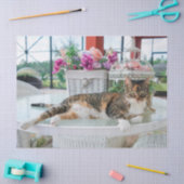 Papier Mousseline papier de tissu du chat (Artisanat)