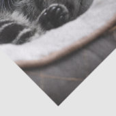 Papier Mousseline papier de tissu pour bébé chatons (Détail)