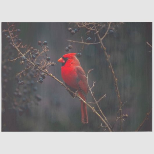 Papier Mousseline Papier de tissus cardinal (Recto)