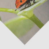 Papier Mousseline Papier de tissus Lady Bugs (Détail)