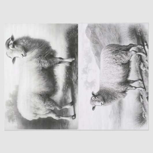 Papier Mousseline Papier de tissus pour moutons d'élevage (Recto)