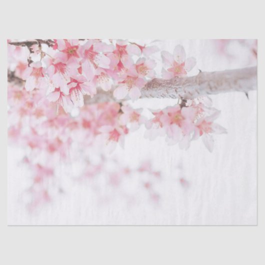 PAPIER MOUSSELINE PAPIER EN TISSU : CHERRY BLOSSOM (Recto)