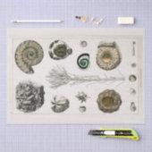 Papier Mousseline PAPIER MOUSSELINE: GRAPHIQUE FOSSILE vintage : GOL (Artisanat)