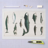 PAPIER MOUSSELINE PAPIER MOUSSELINE: OLIVER GOLDSMITH : BALEINE (Artisanat)