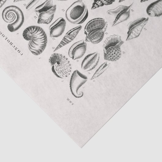 PAPIER MOUSSELINE PAPIER MOUSSELINE: OLIVER GOLDSMITH : CONCHOLOGIE (Détail)