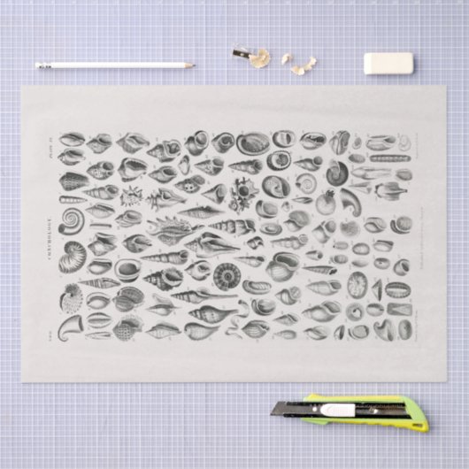 PAPIER MOUSSELINE PAPIER MOUSSELINE: OLIVER GOLDSMITH : CONCHOLOGIE (Artisanat)