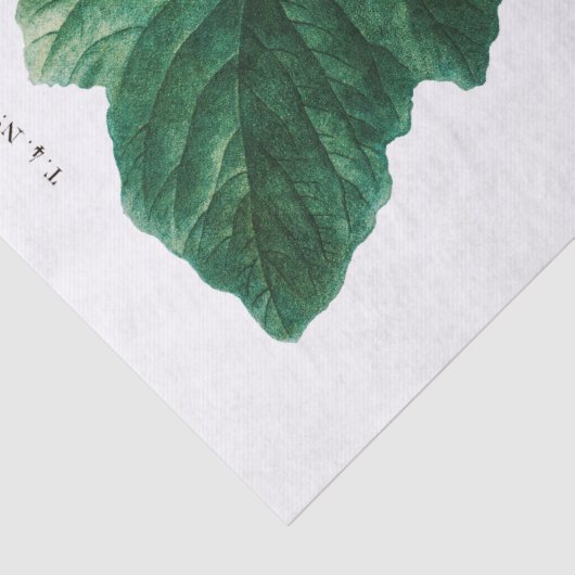 PAPIER MOUSSELINE PAPIER MOUSSELINE: PIERRE'JOSEPH REDOUTÉ : FIGUES (Détail)