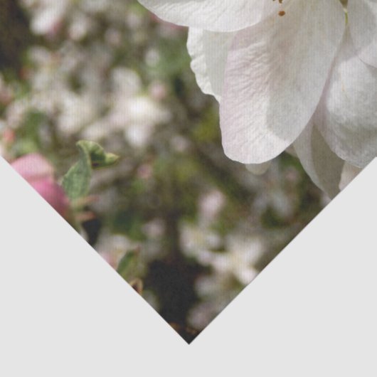 Papier Mousseline Papier Tissu Apple Blossom (Détail)