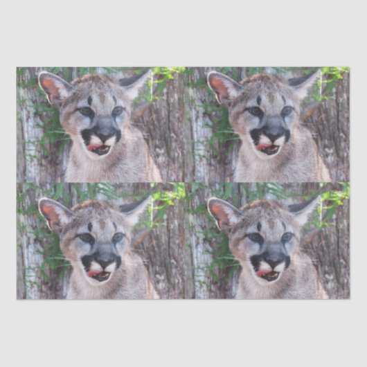 Papier Mousseline Papier Tissu Cougar Cub / Papier Découpage (Recto)