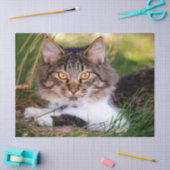 Papier Mousseline papier tissu de chat nature (Artisanat)