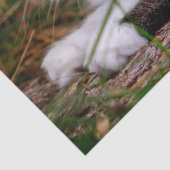 Papier Mousseline papier tissu de chat nature (Détail)