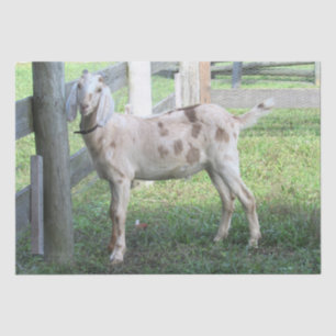 Papier Mousseline Papier Tissu De Chèvre Cute Spotted