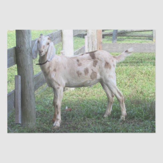 Papier Mousseline Papier Tissu De Chèvre Cute Spotted (Recto)