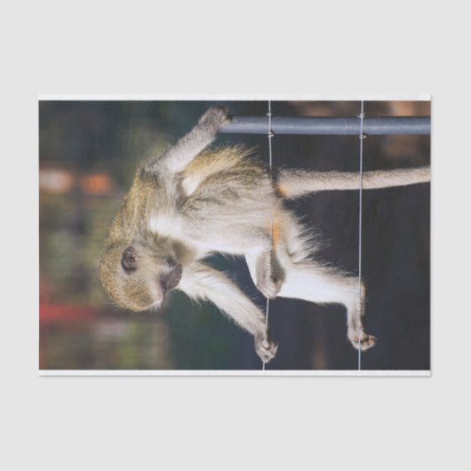 Papier Mousseline Papier Tissu De Singe Silencieux (Recto)