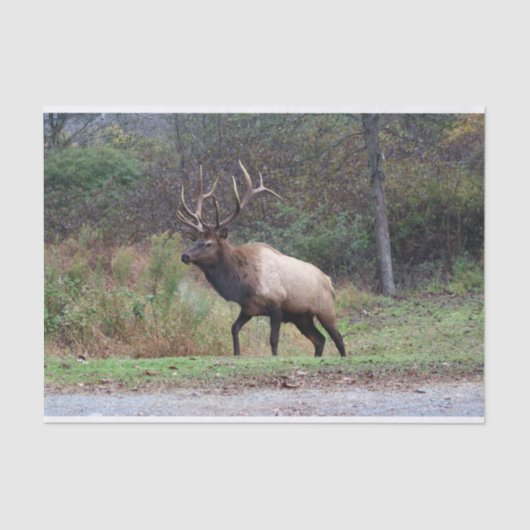 Papier Mousseline Papier Tissu d'Elk (Recto)