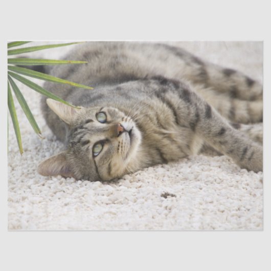 Papier Mousseline papier tissu du chat relaxant (Recto)