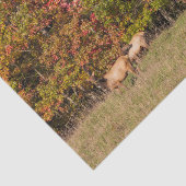 Papier Mousseline Papier Tissu Elk (Détail)