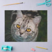 Papier Mousseline Papier tissu McGonagall pour chat (Artisanat)