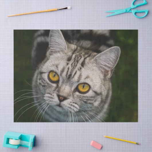 Papier Mousseline Papier tissu McGonagall pour chat (Artisanat)