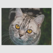 Papier Mousseline Papier tissu McGonagall pour chat (Recto)