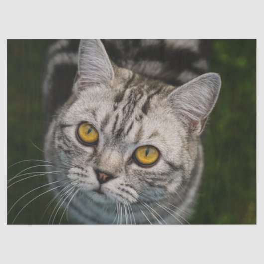 Papier Mousseline Papier tissu McGonagall pour chat (Recto)