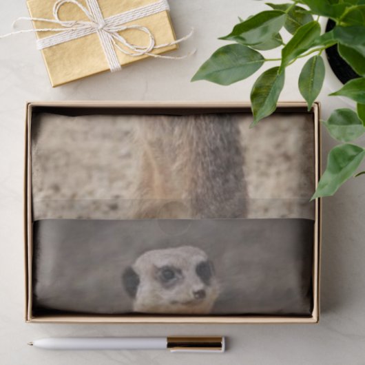 Papier Mousseline Papier Tissu Meerkat (Cadeau)