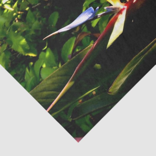 Papier Mousseline Papier Tissu Oiseau de Paradis (Détail)