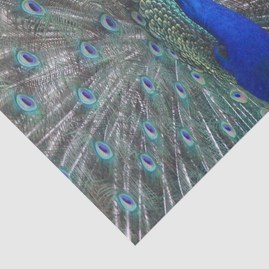PAPIER MOUSSELINE PAPIER TISSU PHOTO PEACOCK (Détail)