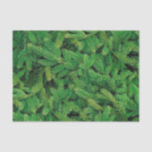 Papier Mousseline Papier Tissu Pine Blanche (Recto)