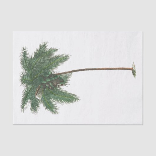 Papier Mousseline Papier Tissu Plante Tropical Palm Tree #1 (Recto)