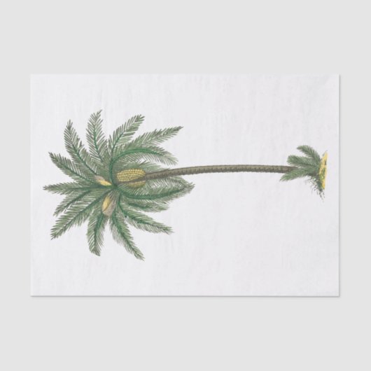 Papier Mousseline Papier Tissu Plante Tropical Palm Tree #2 (Recto)