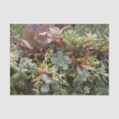 Papier Mousseline Papier Tissu Succulent (Recto)