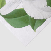 Papier Mousseline Papier Tissu vintage blanc orchidée (Détail)