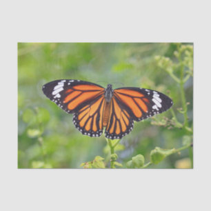 Papier Mousseline Papillon à rayures orange