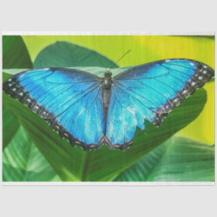 Papier Mousseline Papillon bleu Morpho Floral Nature Art