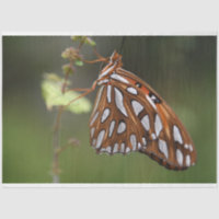 Papillon Golfe Fritillaire Passion Orange Vert
