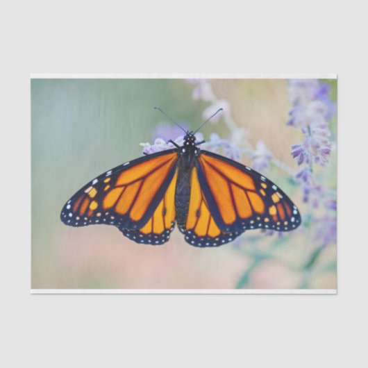 Papier Mousseline Papillon monarque (Recto)