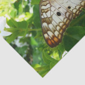 Papier Mousseline Papillon sur Jasmine Tropical Nature Photographie (Détail)