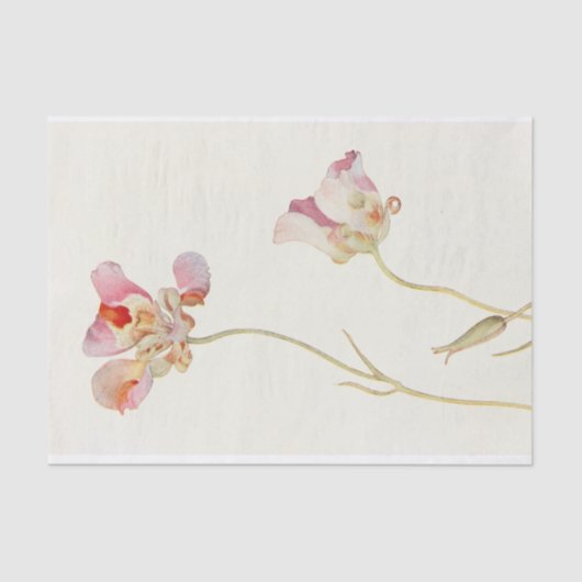 Papier Mousseline Papillon Tulip par Margaret Armstrong (Recto)