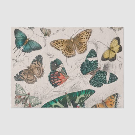 Papier Mousseline Papillons Collection Antique Papillons (Recto)