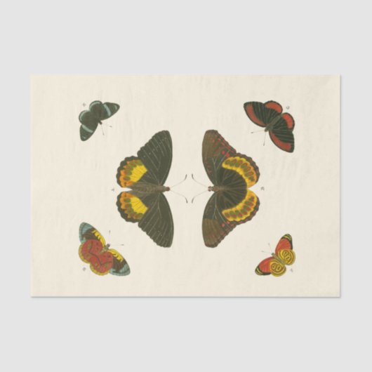 Papier Mousseline Papillons lumineux par Pieter Cramer (Recto)