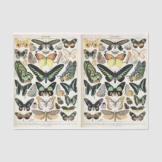 Papier Mousseline Papillons Millot