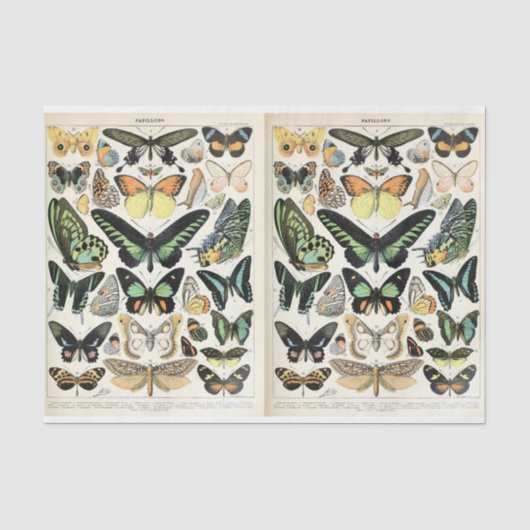 Papier Mousseline Papillons Millot (Recto)