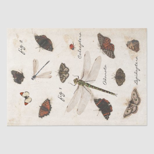 Papier Mousseline Parchemin d'insecte de la libellule papillon (Recto)